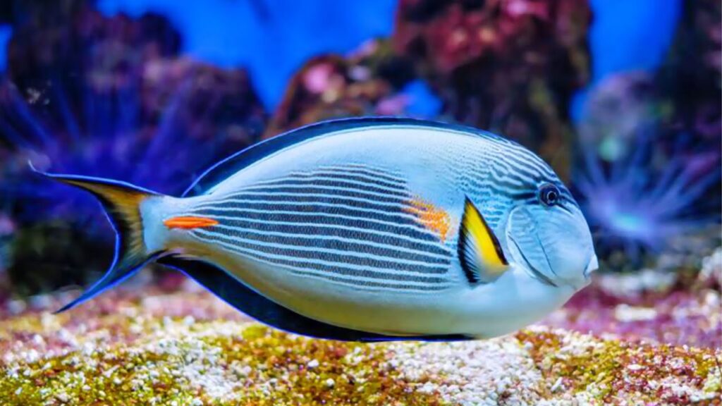 Фотография Рыбы Хирург в Красном море
