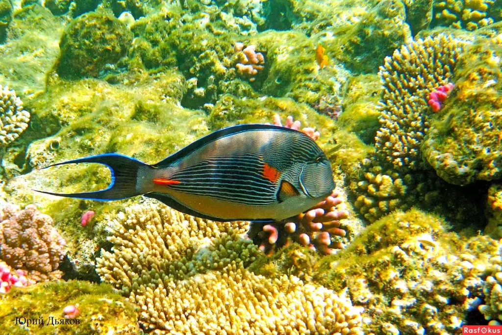 Рыба Хирург под водой в кораллах и рифах Красного Моря